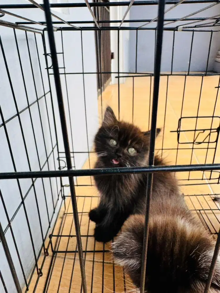 kucing ragdoll mix bsh