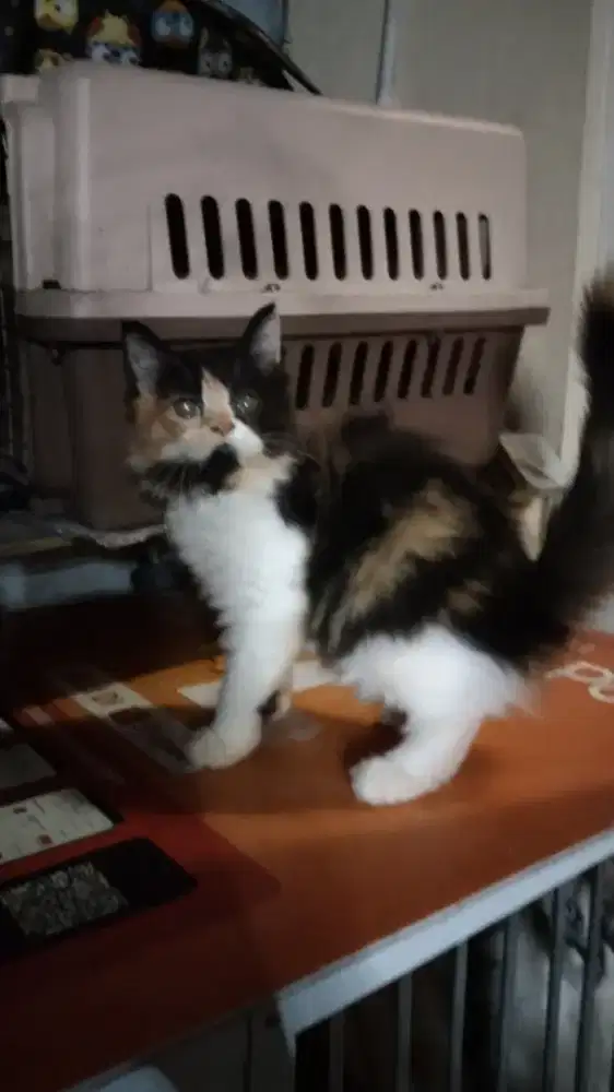 Kucing Persia Calico Betina