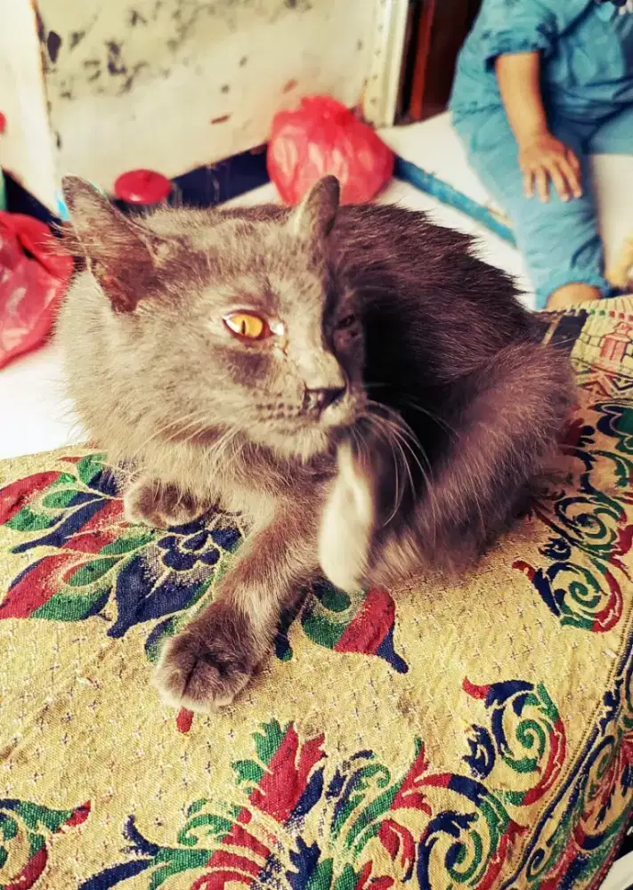 kucing munckhin !persia/anggora kaki pendek bogel badan sejengkal