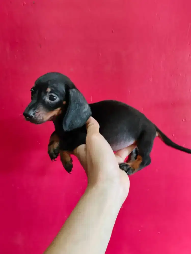 Tekel puppy Black Tan