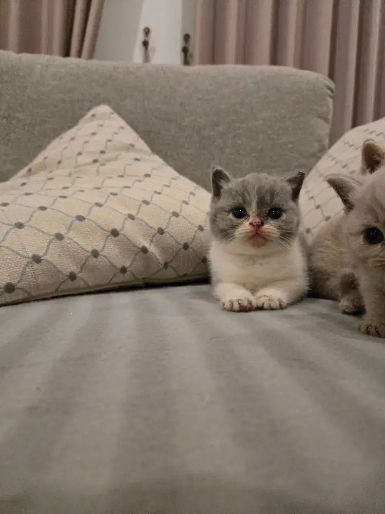 Kitten British Shorthair / Kucing