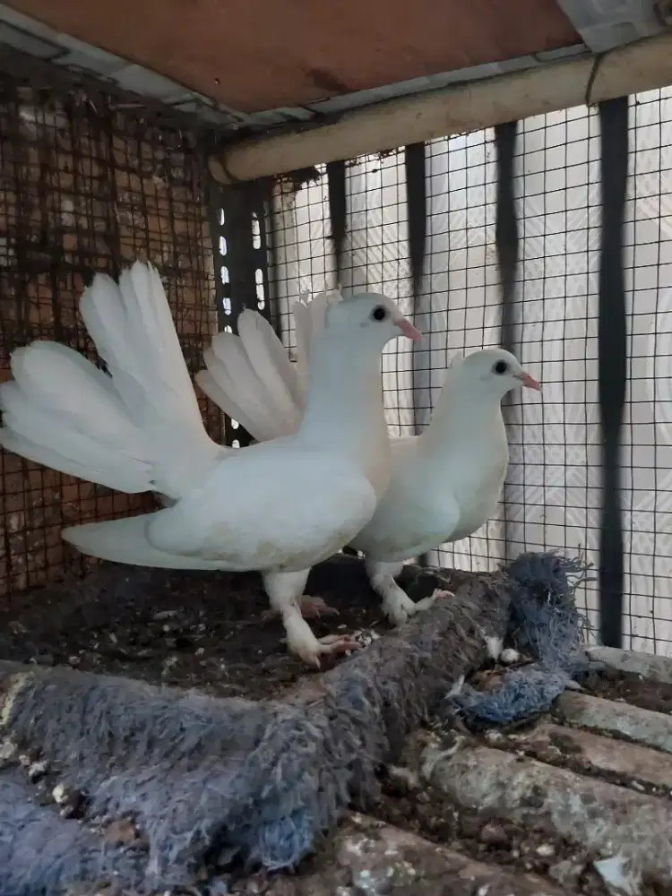 Dara merpati kipas remaja 3bln