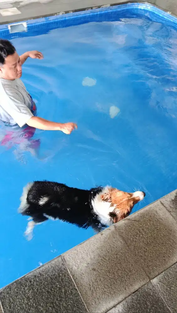 Dicari New Pawrent yang sayang Corgi