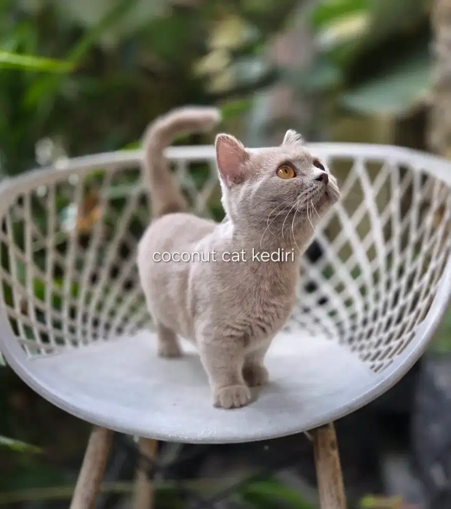 Munchkin bsh lilac cantik/ british/ scottish