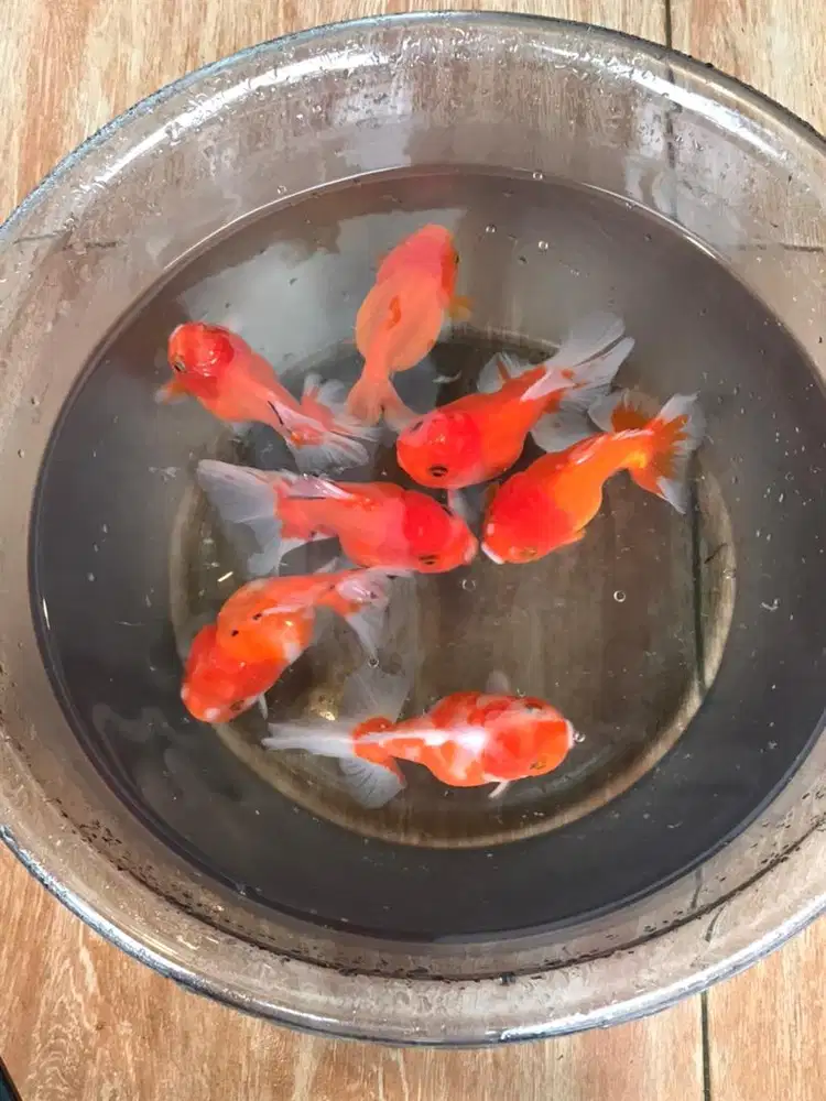 Koki Oranda rose tail dan OST