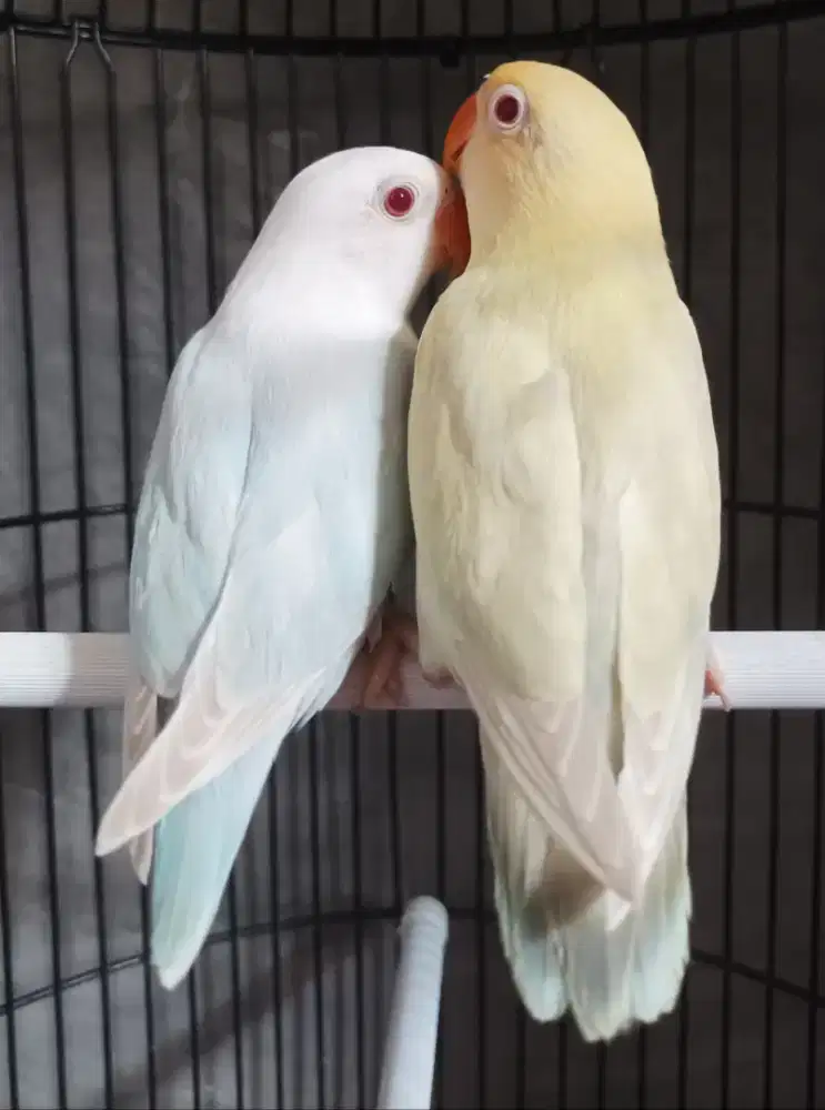 Burung Lovebird love bird Biola Blue PF x PB Euwing PF paud burja