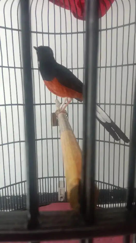 Jual murai batu medan full set