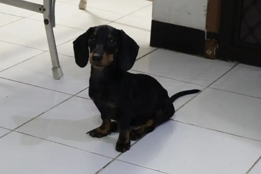 Anjing Tekel Betina DOB 03 June 2025