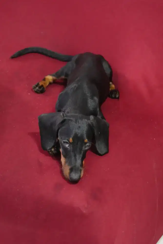 Anjing Tekel Betina Black Tan DOB 03 June 2025