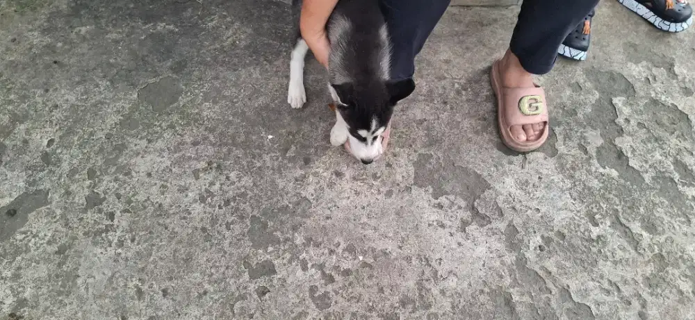 Anak Anjing Husky