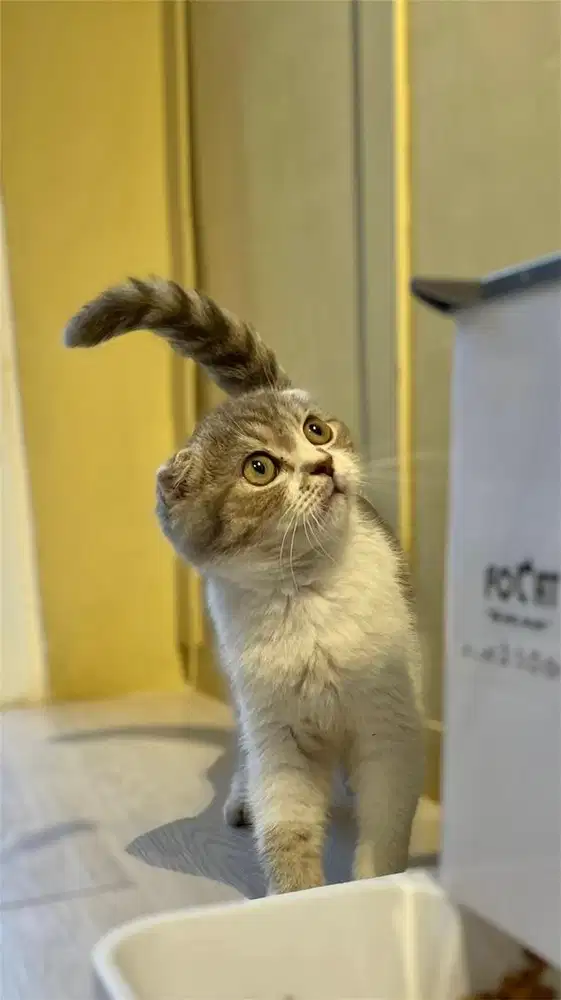 Kucing Scottish Fold Triple Fold
