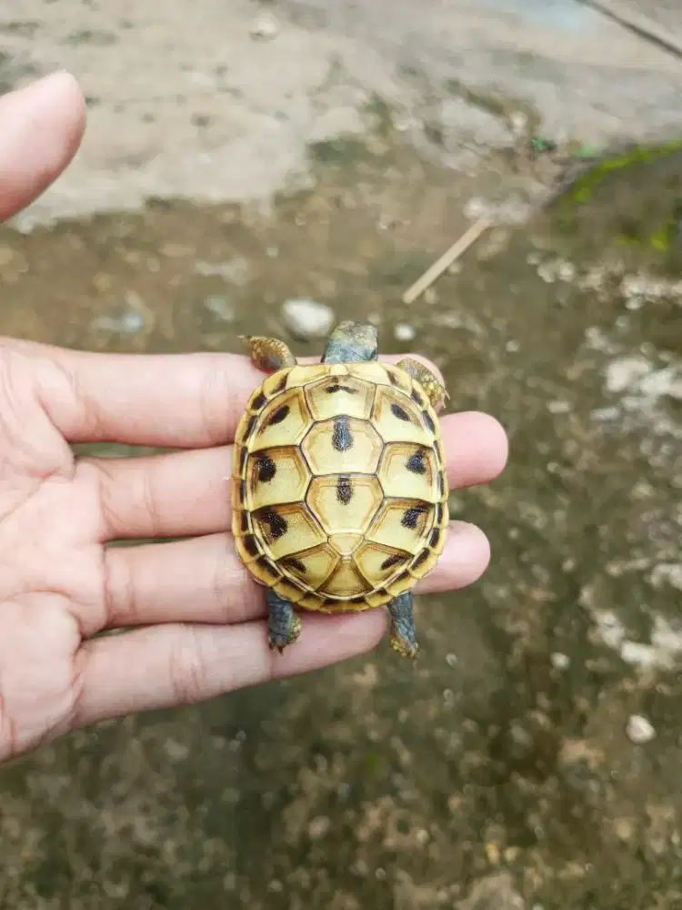 KURA DARAT TESTUDO HERMANI