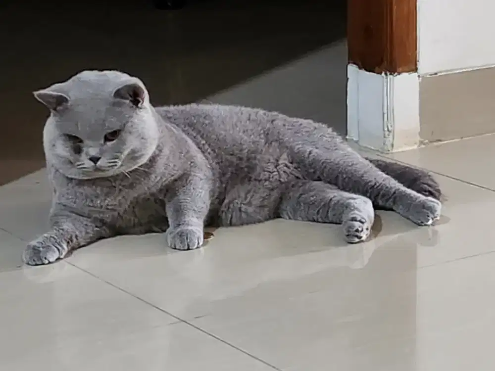 Lepas Kucing British Shorthair Jantan Impor Ped