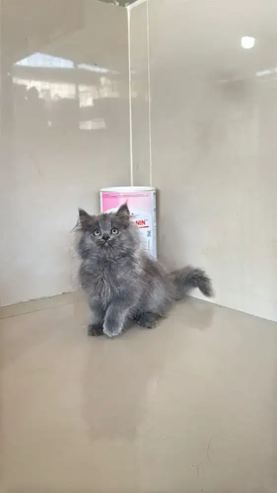 Kitten persia abu solid