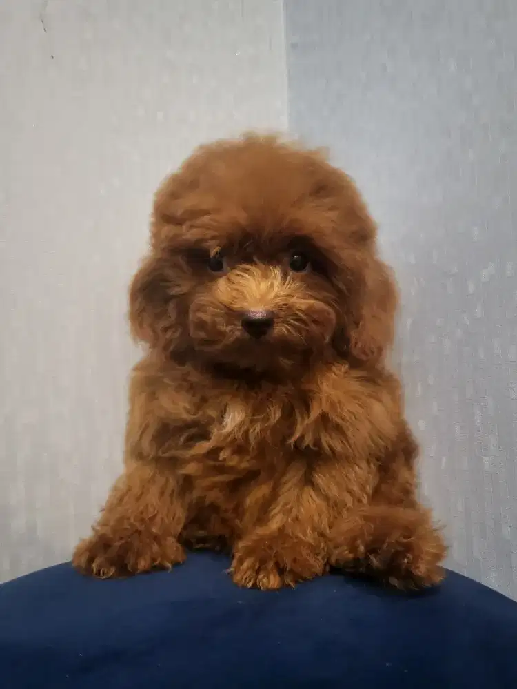 Super TINY poodle berSERTIFIKAT STAMBUN