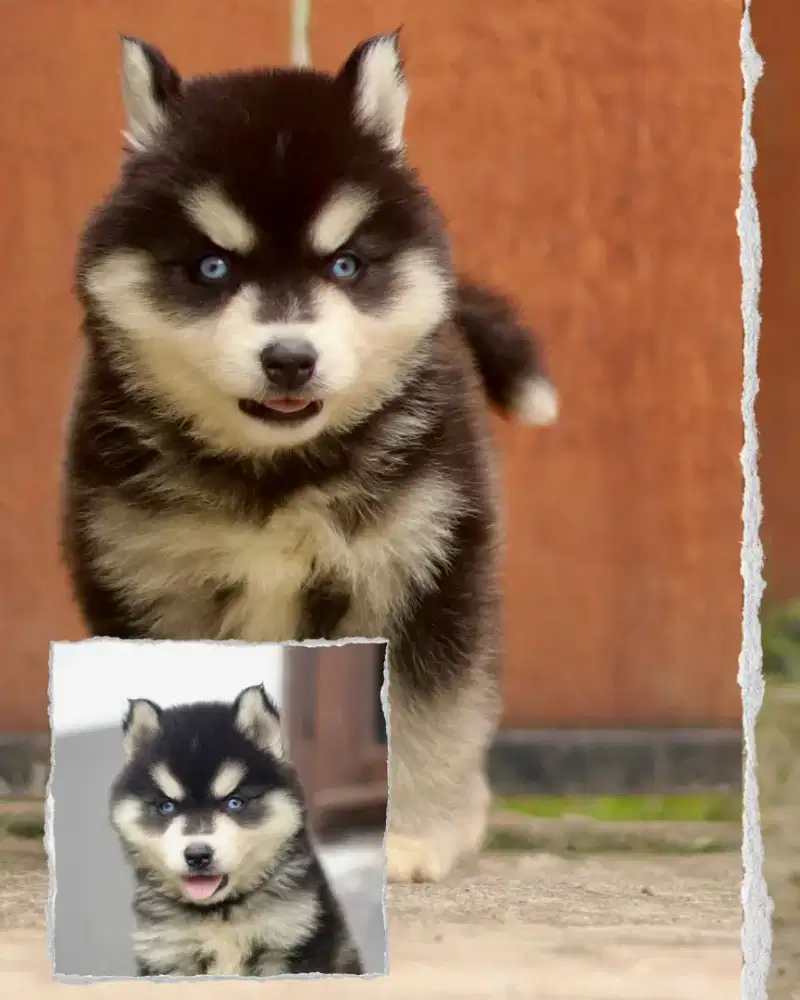 Husky big bone cakep
