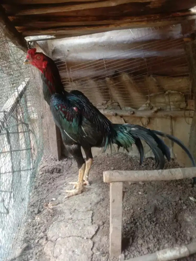 Ayam jantan hitam umur 10 bulan