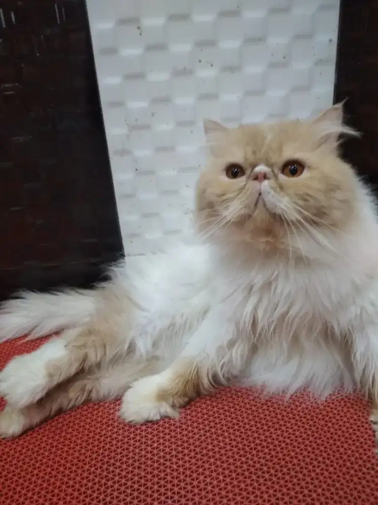 Peaknose jantan 2thn