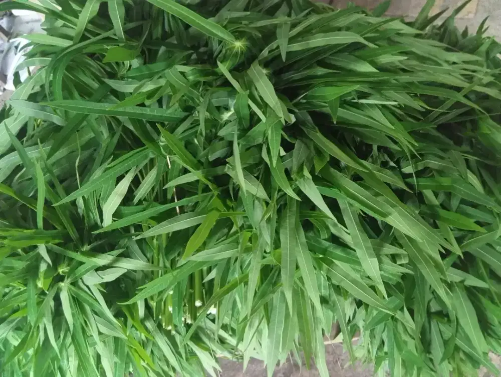 Daun Singkong Sayur Fress Petik Kebun Sendiri