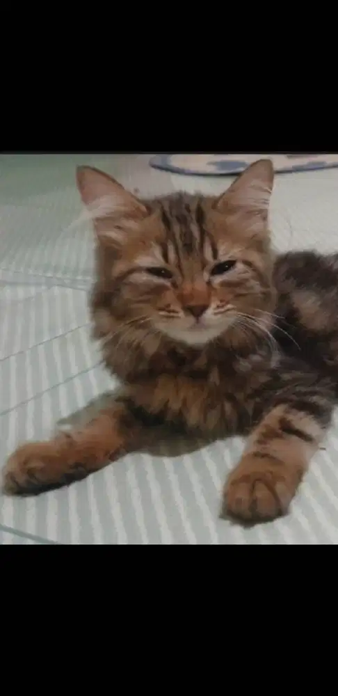 Kucing kitten jantan persia coklat marble
