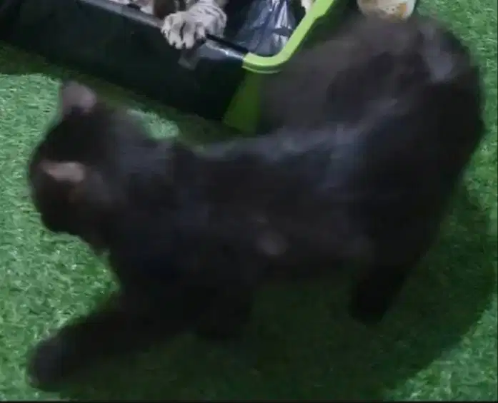 Kucing kitten jantan 10 bln warna hitam