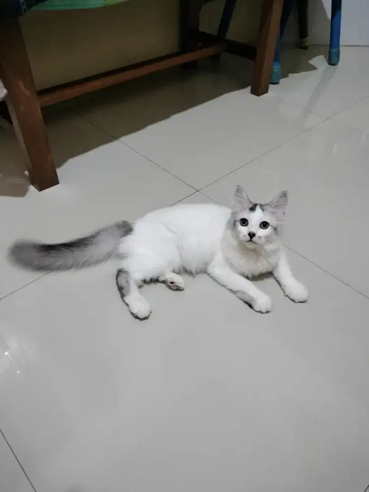 Munchkin Non Standar jantan