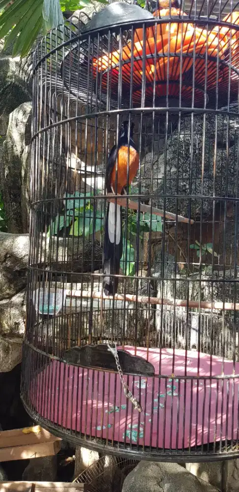 Burung Murai Borongan Lebih Gacor