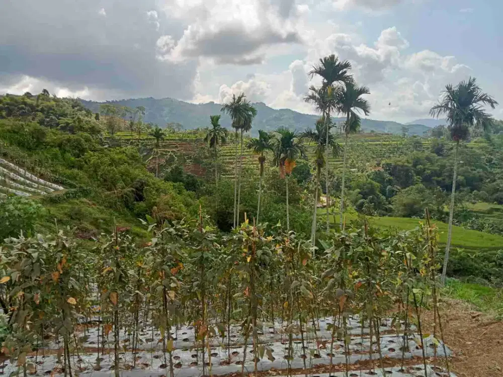 jual tanah murah LT 11ha, shm,  akses jln kabupaten