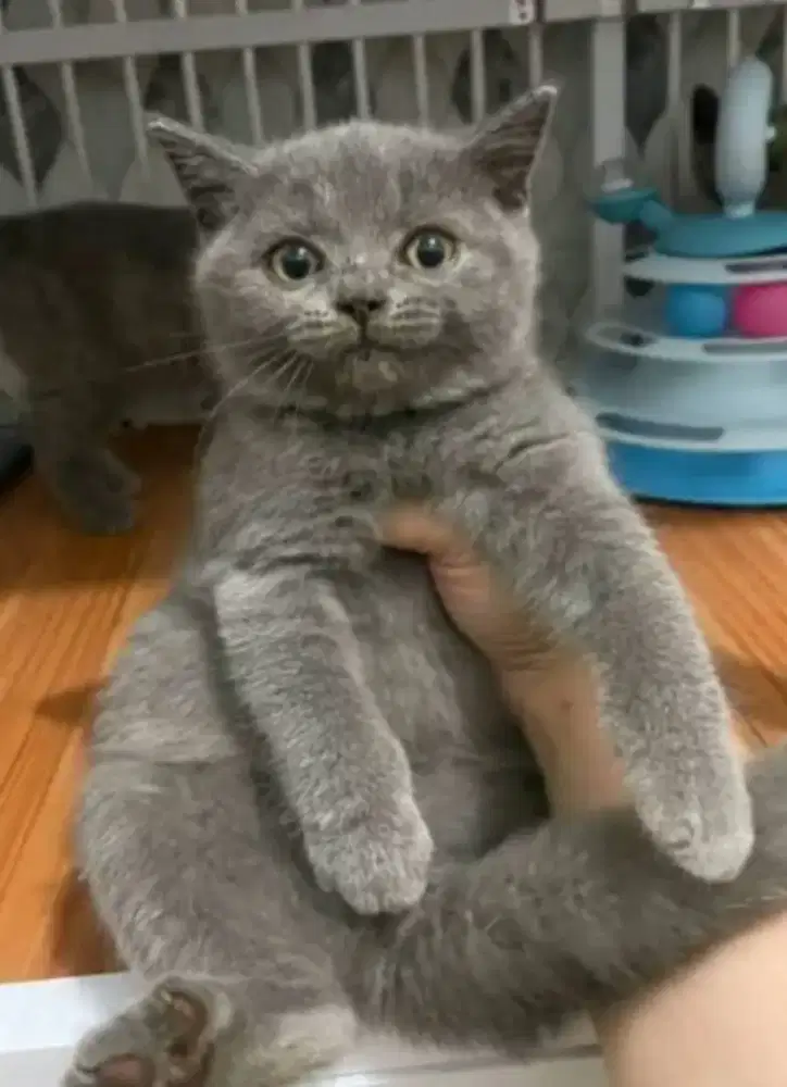 BSH Blue Solid Female Line Ped Ica