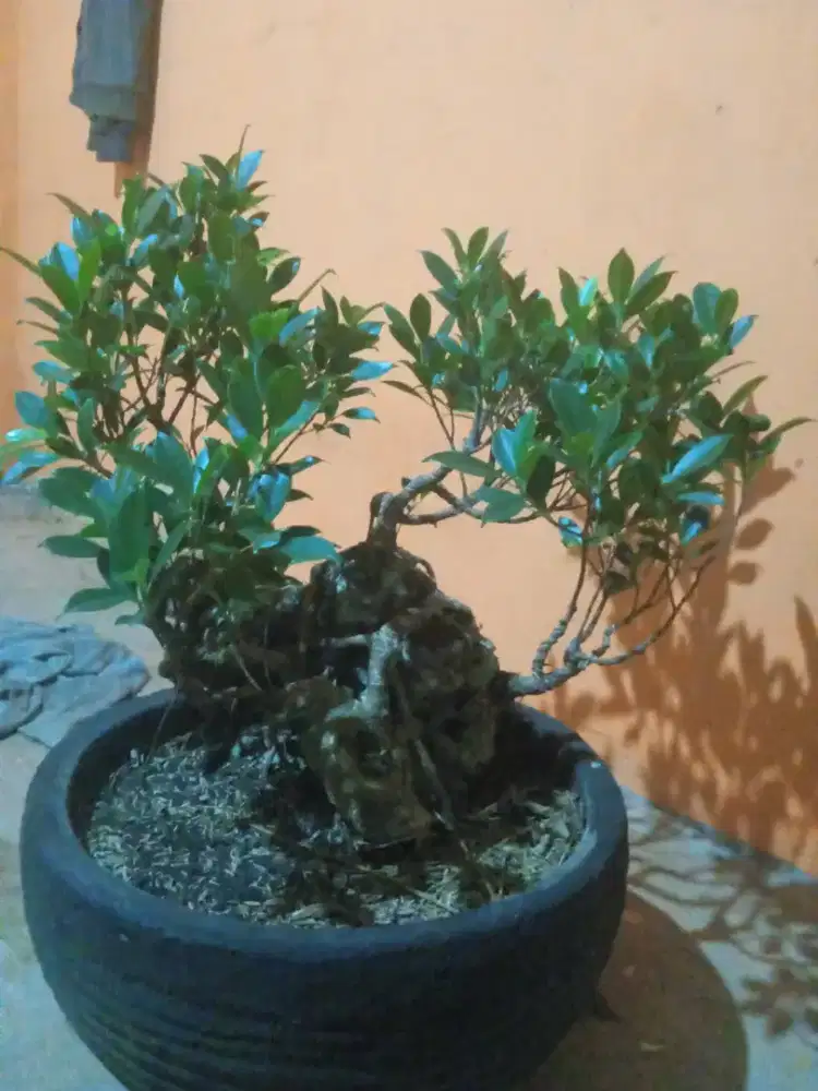 BONSAI dollar rawatan