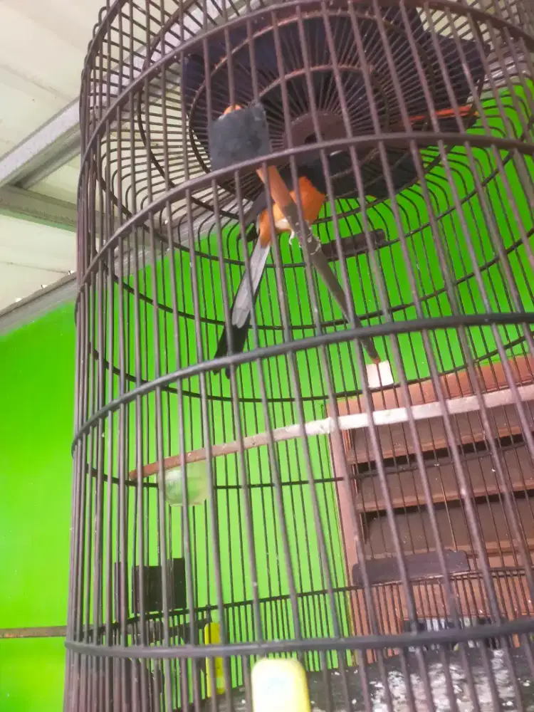 Muray gacor siap tangkar