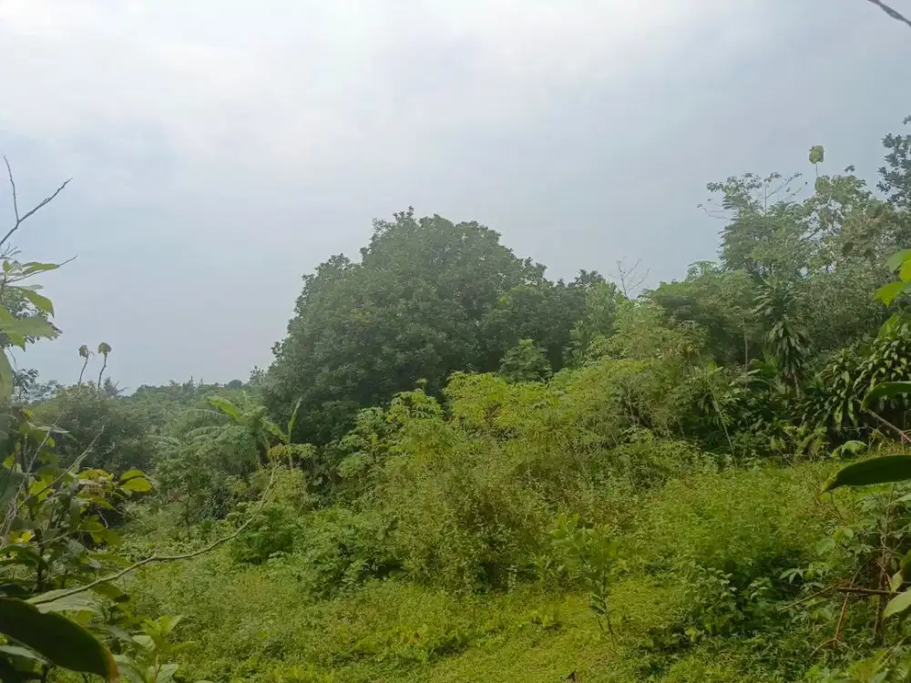 Dijual Tanah Murah Di Gg Mina 3 Kelurahan Munjul Jaya Kota Purwakarta