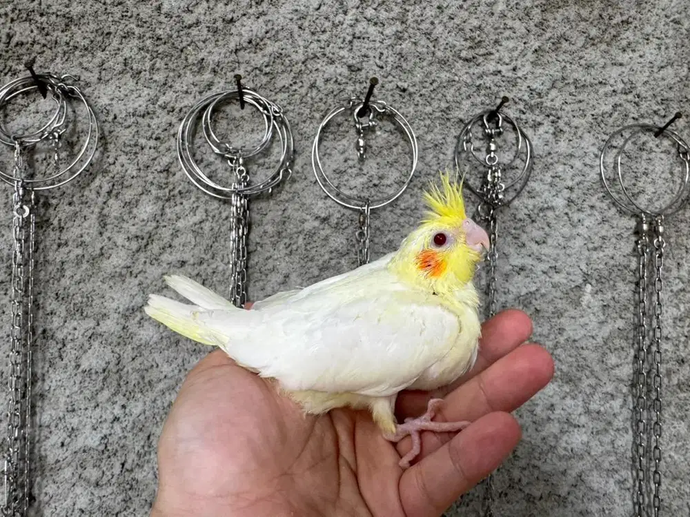 falk | parkit australia jinak respon spet