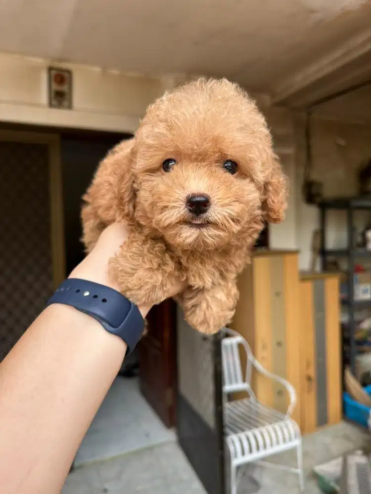 Toy poodle puppies size kecil bantet - stambum vaksin lengkap
