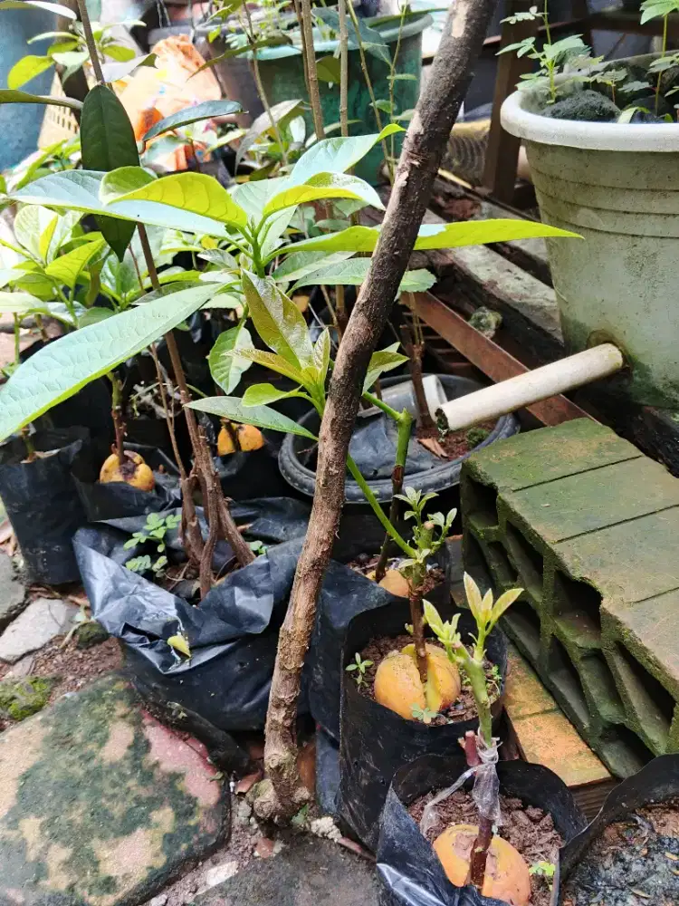 Bibit buah alpukat