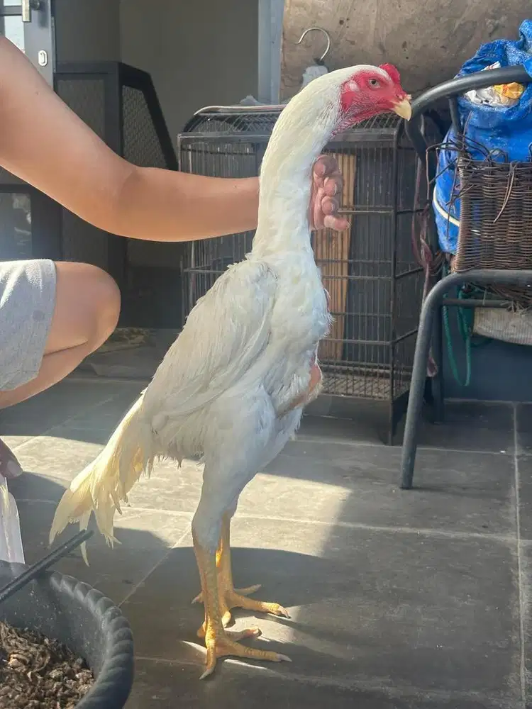 Jual ayam shamo perekor umur 5 bulan