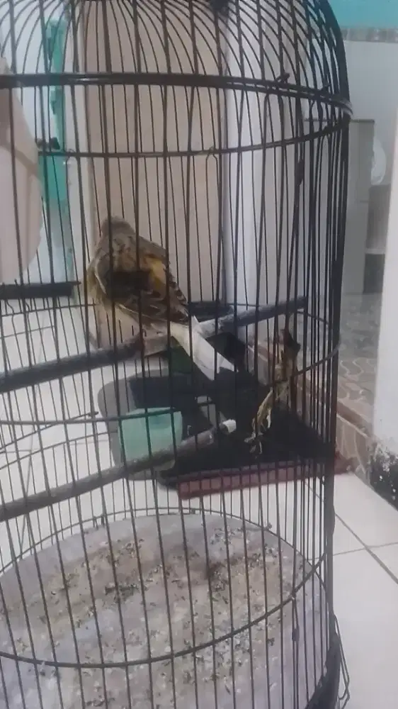 Kenari gacor fullset