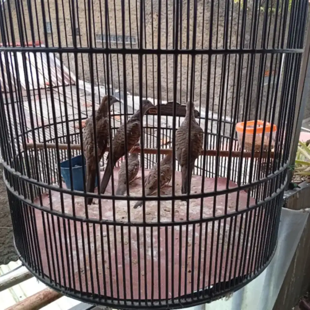 burung  perkutut bangkok remaja bisa nego