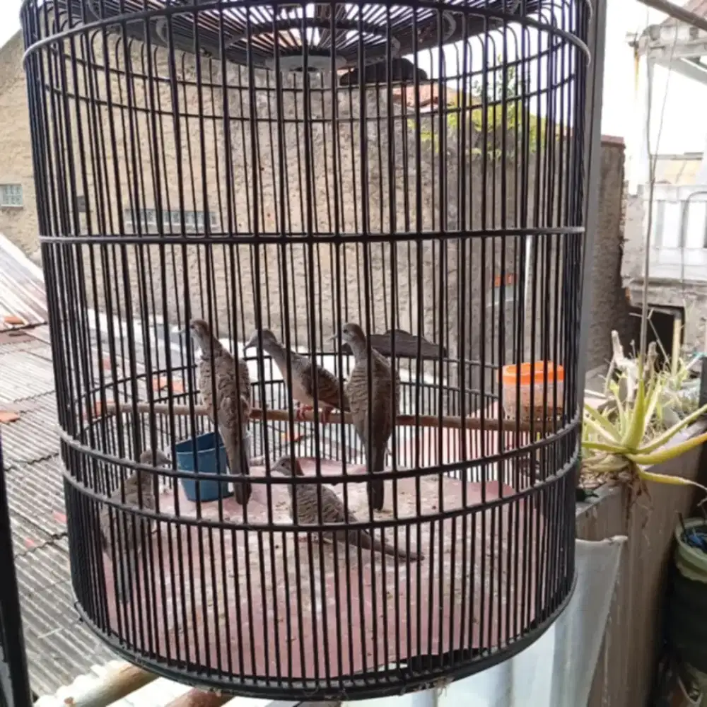 burung perkutut bangkok remaja bisa nego