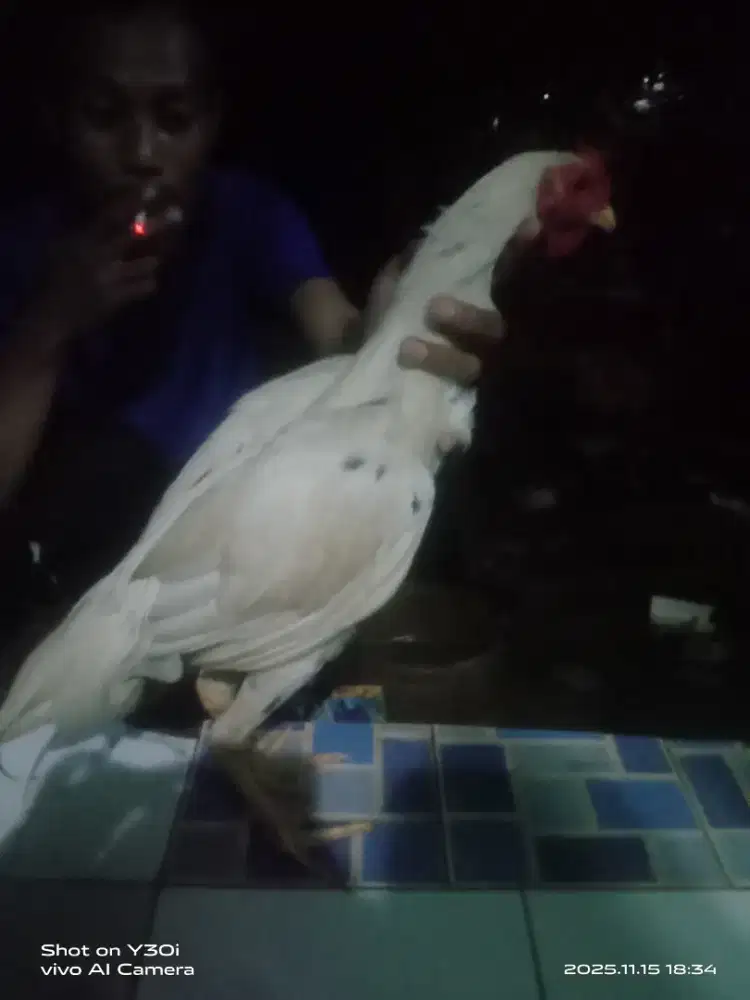 Ayam BK silang kp