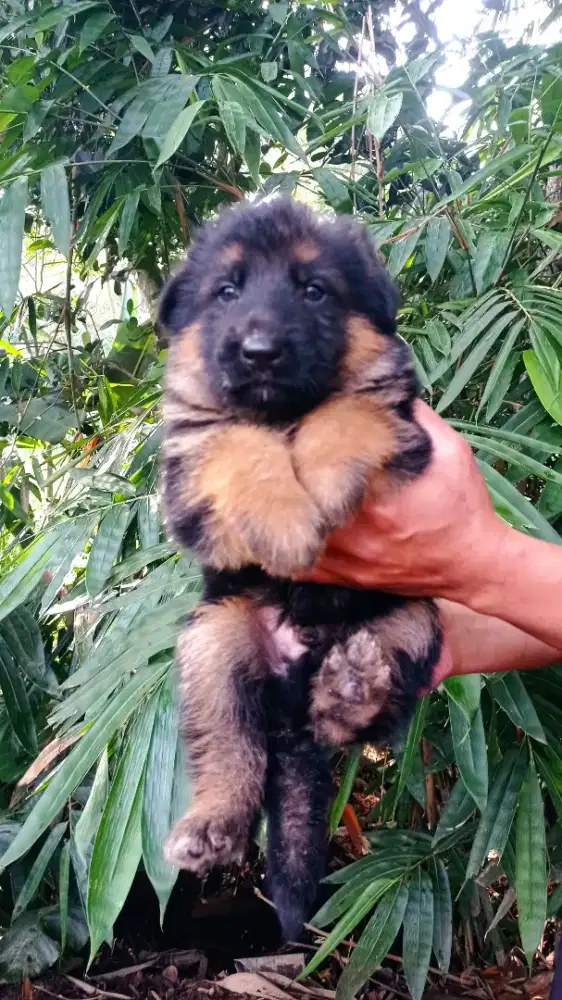 Herder anakan komplit