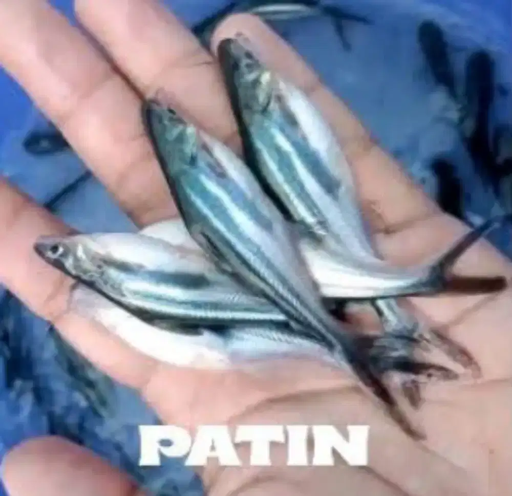Patin ready size 1 jari