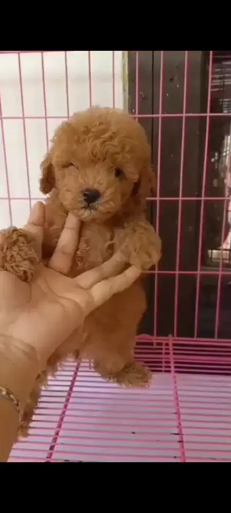 Anjing mini poodle 2blnn beti