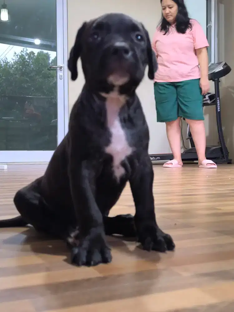 American Pitbull Terrier