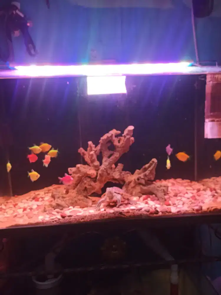 AQUARIUM 60 CM SATU SET