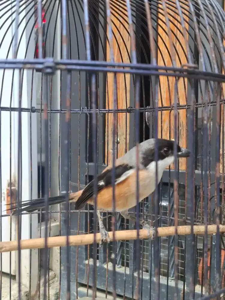 Pentet jatim sembur gacor