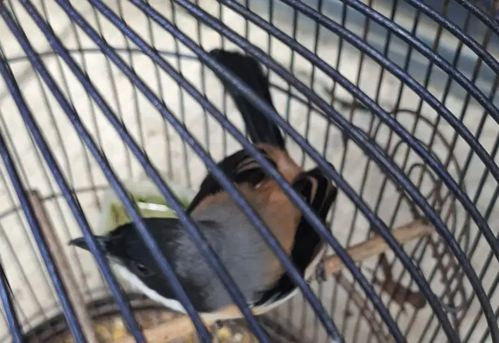 Pentet jatim sembur gacor