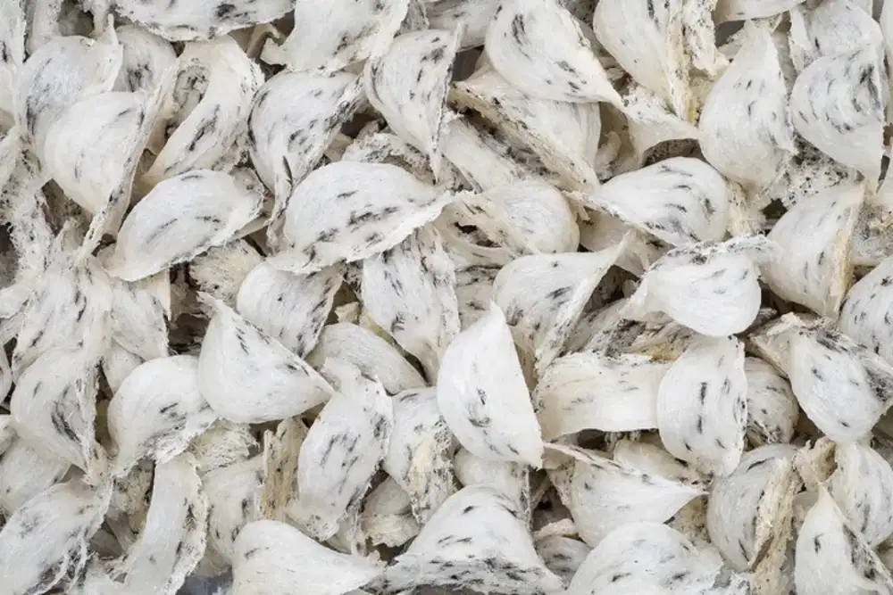 Lowongan Cabut Bulu Sarang Walet