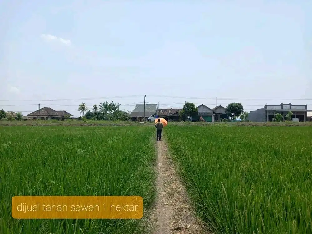 Dijual Tanah Sawah Produktif, Tangan Pertama