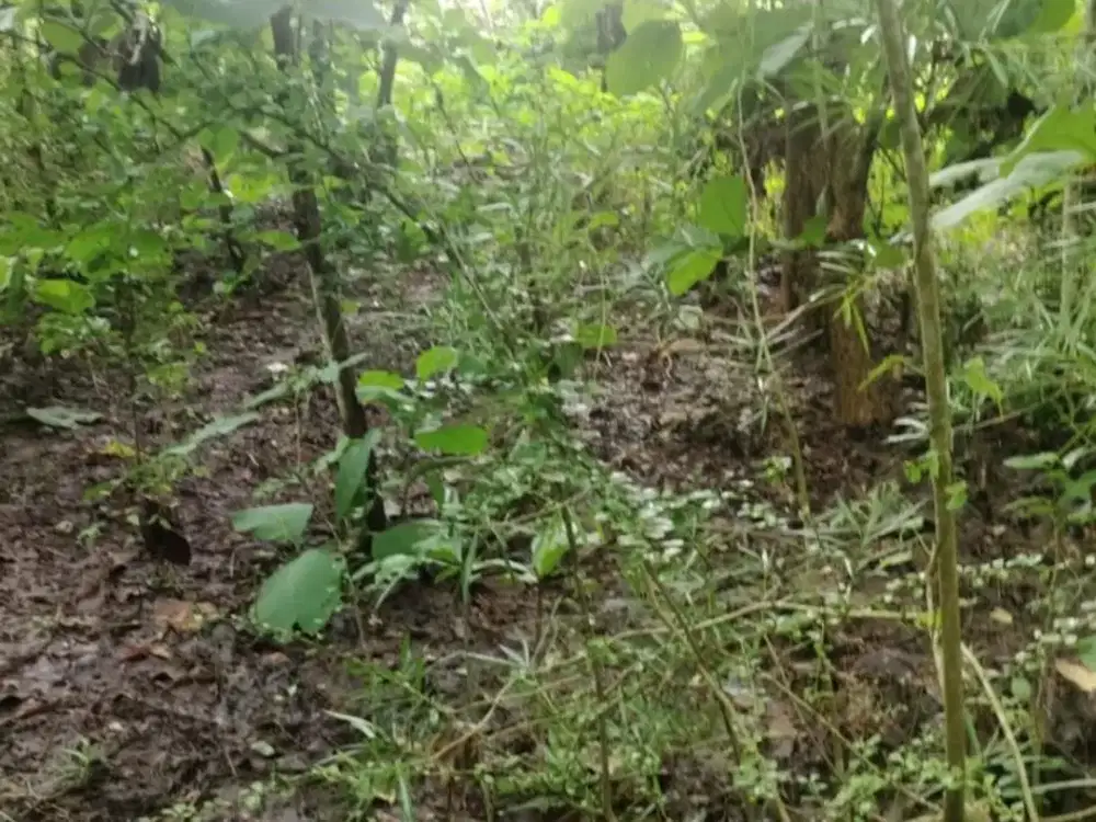 DIJUAL - LAHAN Mundeh kutuh di smpn 5 kutsel